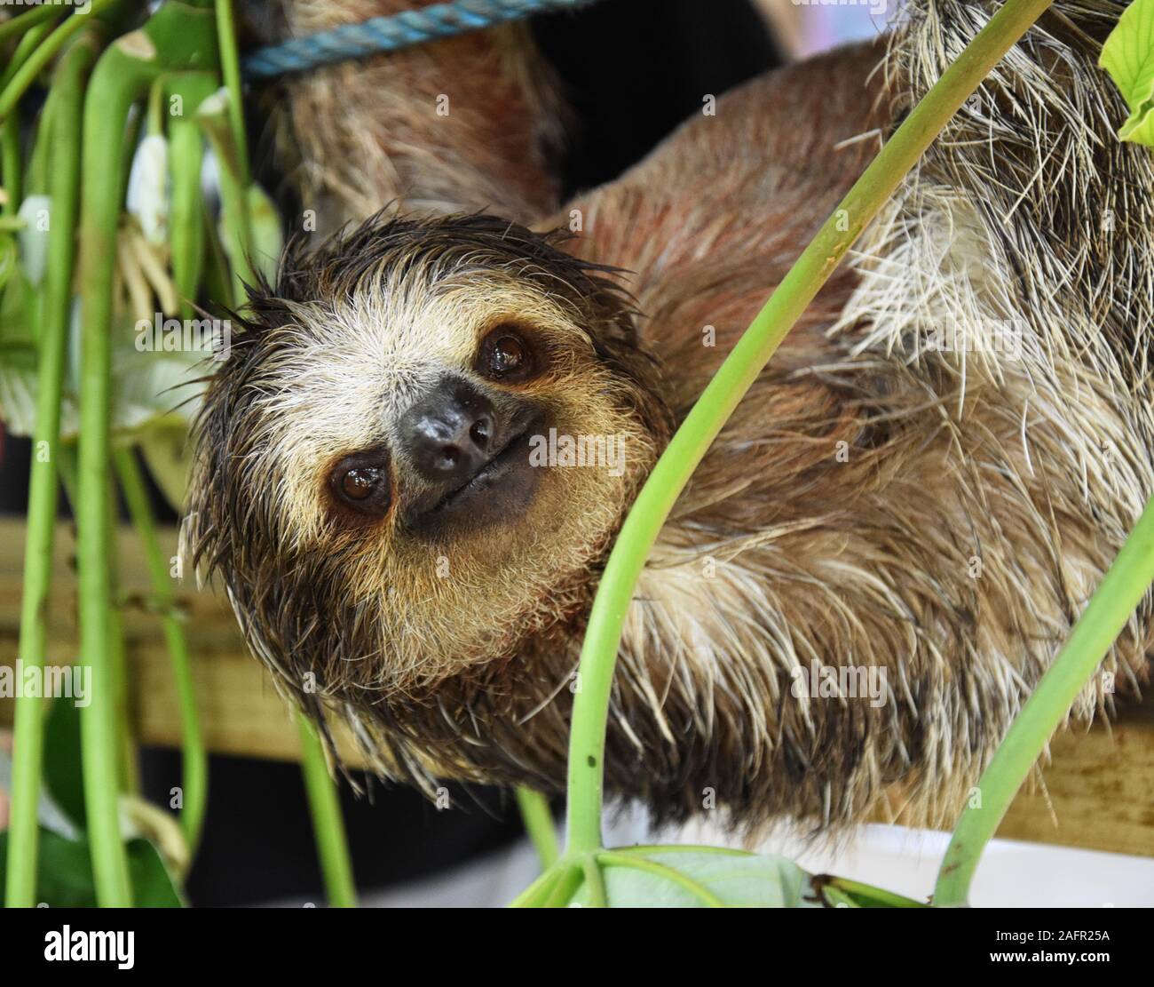 Sloth sonriente en Honduras Foto de stock