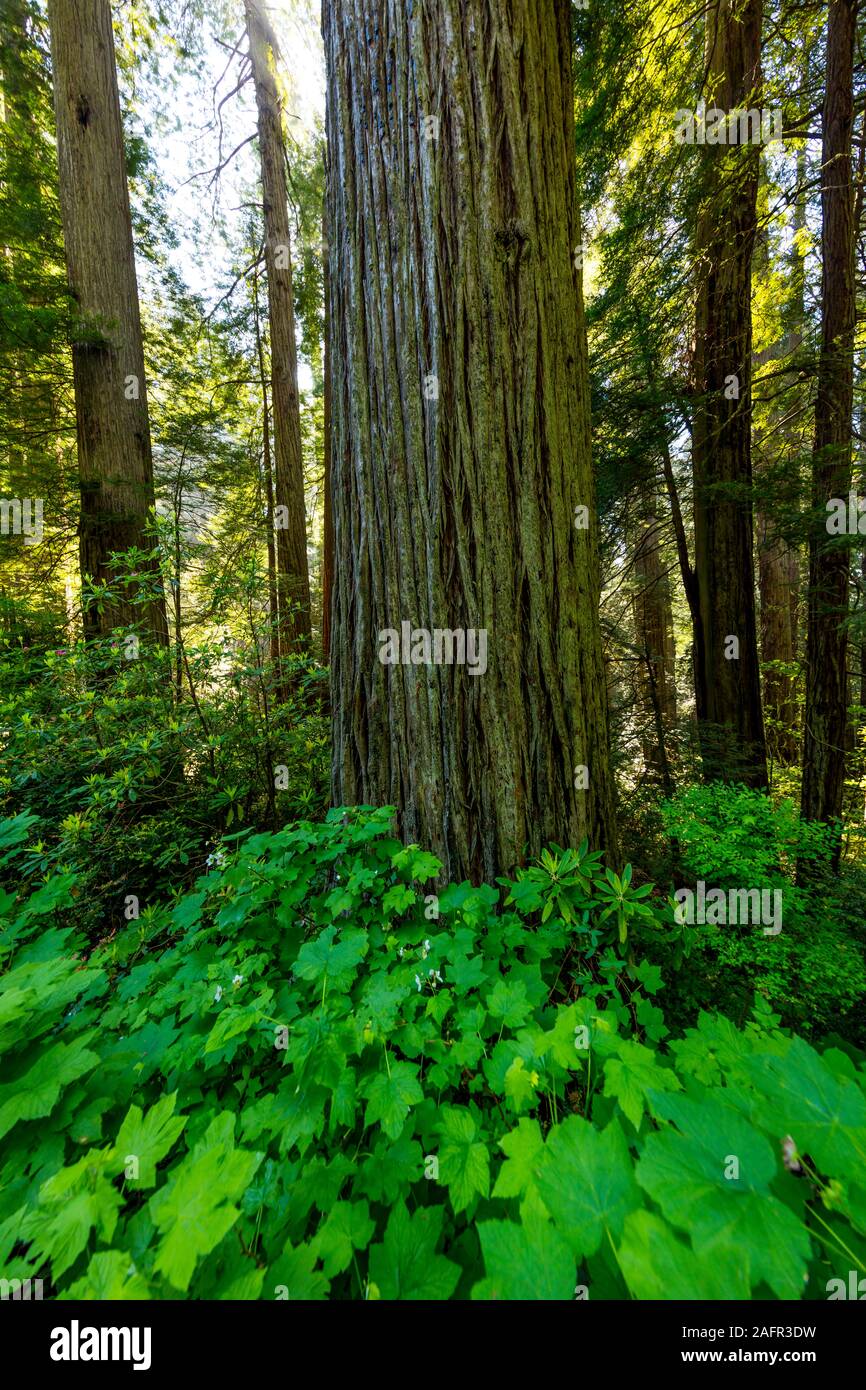 El 31 de mayo de 2019, N California, USA Avenida de Los Gigantes y