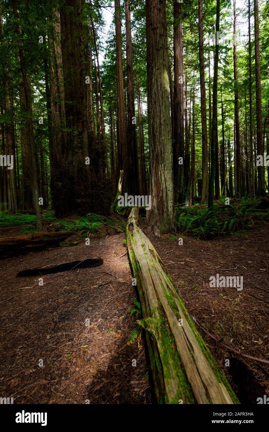 El 31 de mayo de 2019, N California, USA Avenida de Los Gigantes y