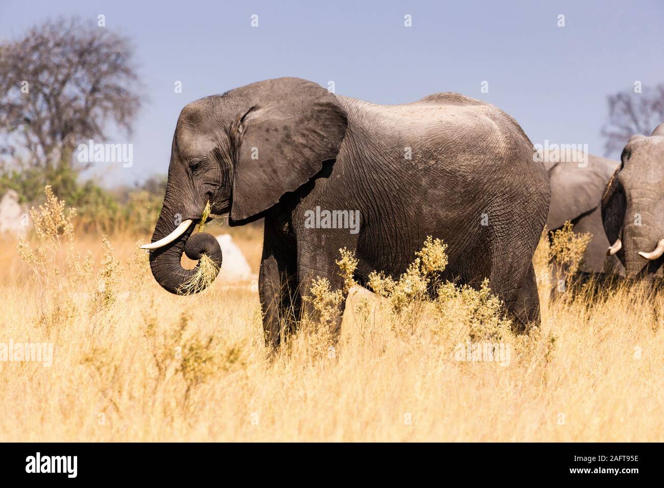 Elefantes comiendo hierba, reserva de juego Moremi, delta del Okavango, Botsuana, África del Sur, África Foto de stock