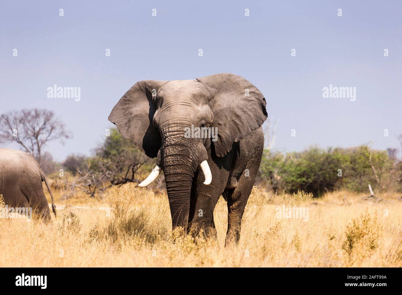 Elefantes comiendo hierba, reserva de juego Moremi, delta del Okavango, Botsuana, África del Sur, África Foto de stock