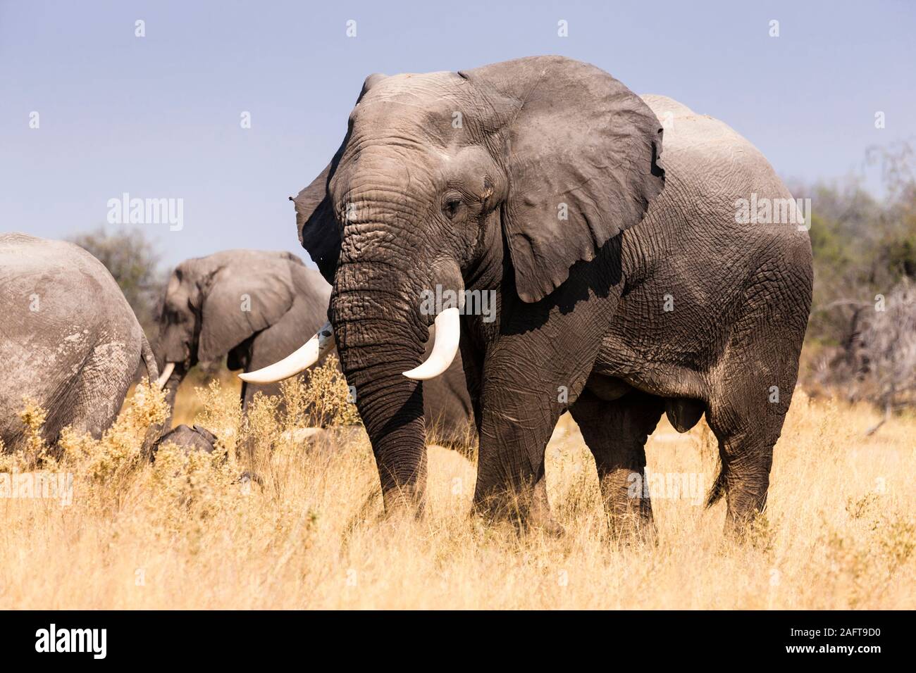 Elefantes comiendo hierba, reserva de juego Moremi, delta del Okavango, Botsuana, África del Sur, África Foto de stock