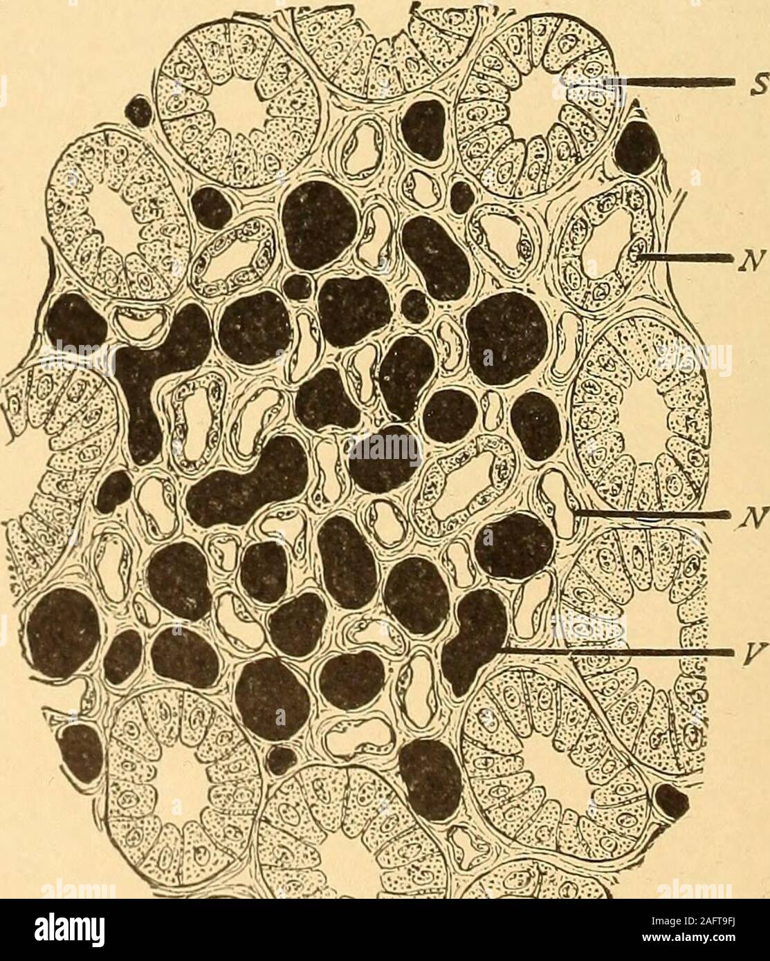 Histología Del Túbulo Contorneado Proximal