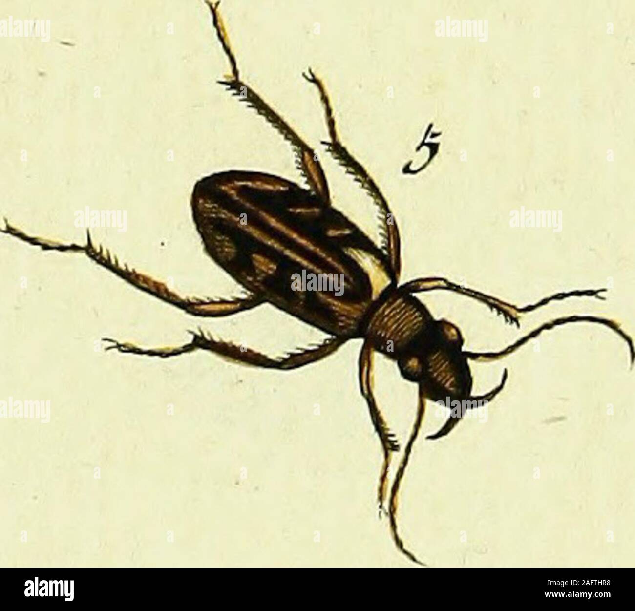 . Johann Euseb Voets Beschreibungen und Abbildungen hartschaaligter Insekten, Coleoptera Linn. Aus dem original übersetzt Getreu, mit der en selbigem fehlenden Synonymie versehen und beständigen Commentar. Foto de stock