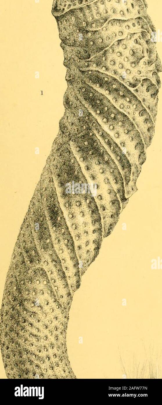 . Informe sobre los resultados científicos del viaje del H.M.S. Durante los años 1873-76 Challenger : bajo el mando del capitán George S. Narinas, R.N., y el Capitán Frank Turle F.R.S. Thomson, R.N.. han cambiado desde que se imprimieron las placas blandas. John Murray. Oficina de Challenger, 32 Queen Street, Edimburgo, agosto de 1887. Placa 1. (ZOOL. (JHALL. EXP.-parte LIII. -1887.)-GGG. I. Página Euplectella aspergillum placa, Owen, . . 64 Fig. 1. Un espécimen de Euplectella aspergillum, Owen, conservadas en alcohol, conlas partes blandas; representados en tamaño natural, mostrando un S-shapedcurvature, moderadamente desarrollar Foto de stock