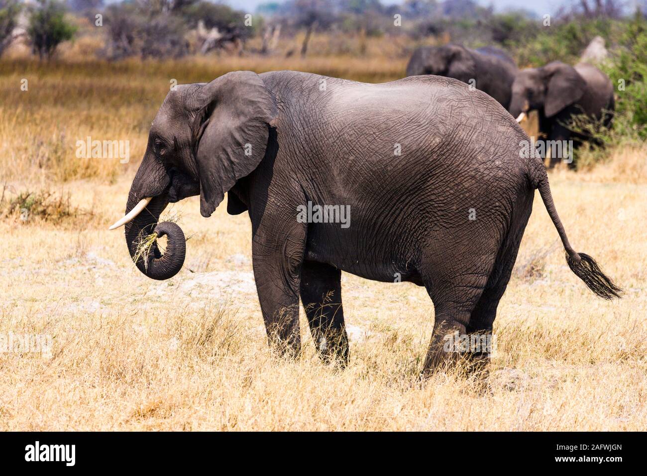 Los elefantes comen hierba, Moremi Game Reserve, el delta del Okavango, Botswana, África Foto de stock