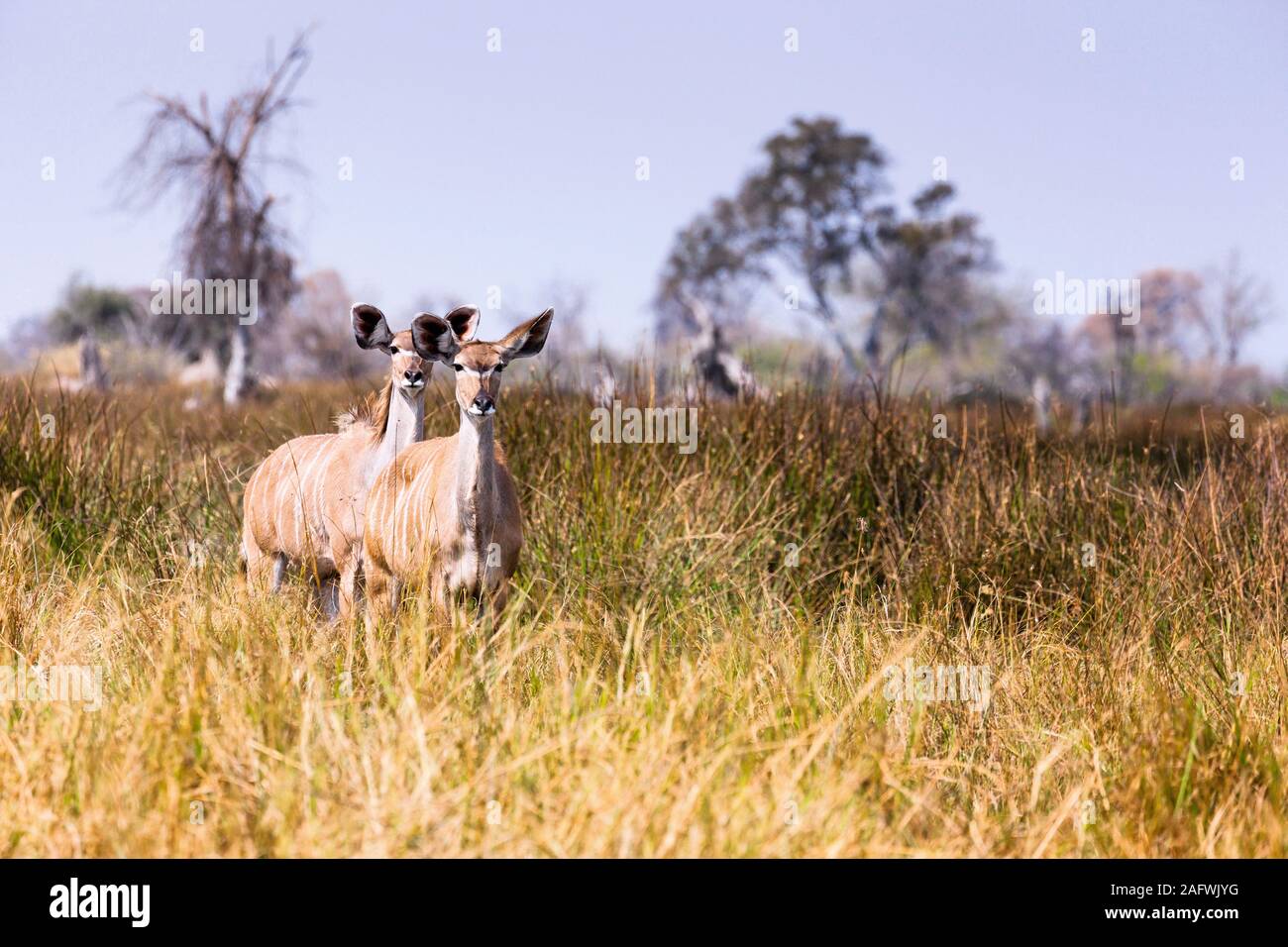 ,Hembra mirador kudu en pastizales, Moremi Game Reserve, el delta del Okavango, Botswana, África Foto de stock