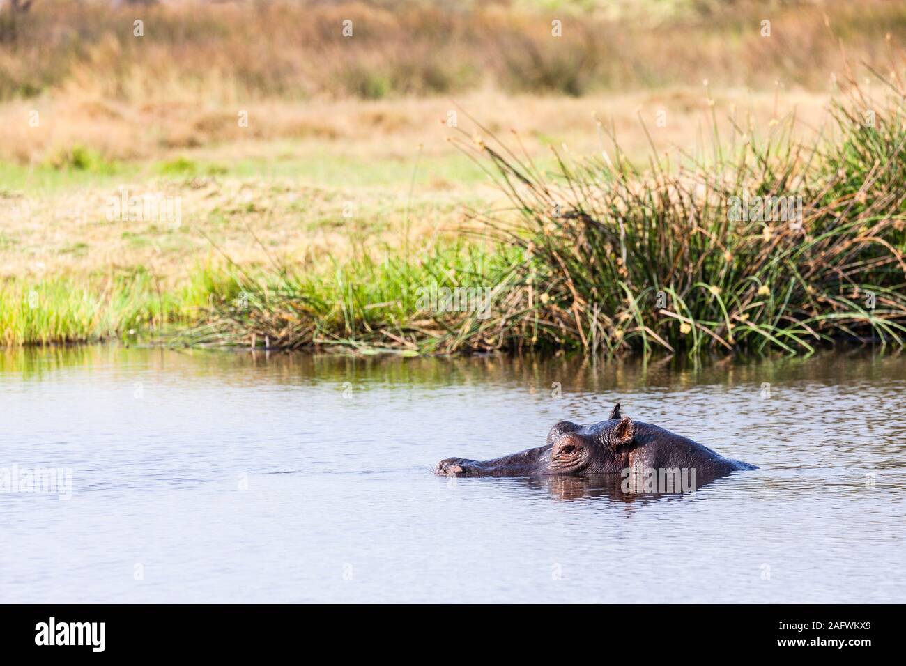 Hippo flotando en el río, Moremi Game Reserve, el delta del Okavango, Botswana, África Foto de stock