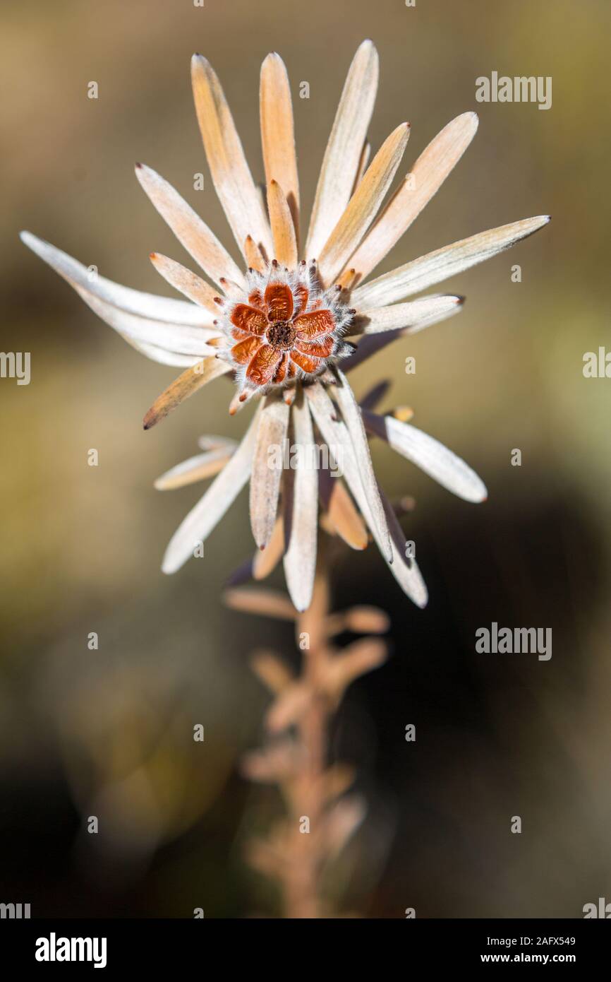 Con vegetación de fynbos de cerca una flor en forma de estrella, Western Cape, Sudáfrica Foto de stock