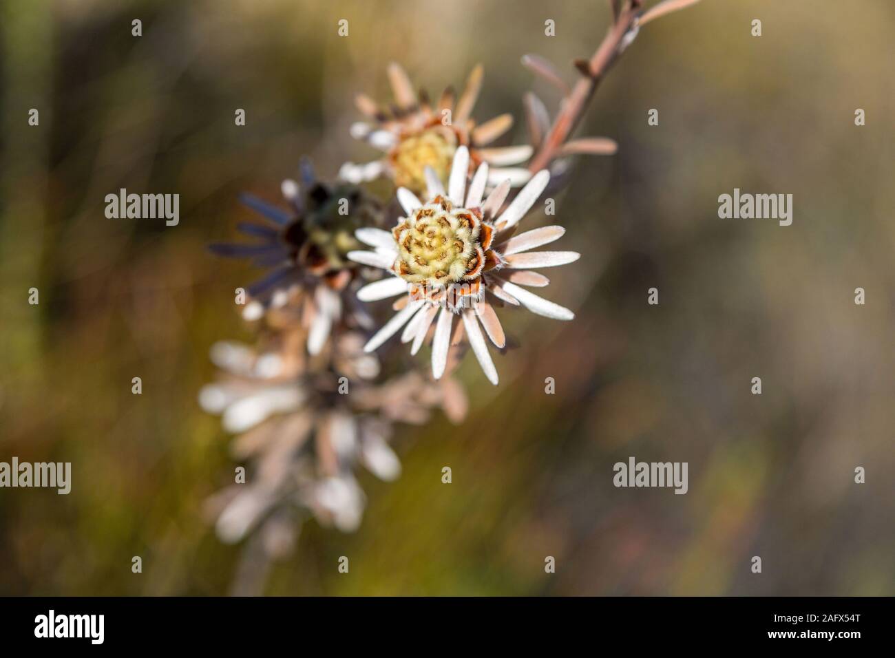 Con vegetación de fynbos de cerca una flor en forma de estrella, Western Cape, Sudáfrica Foto de stock