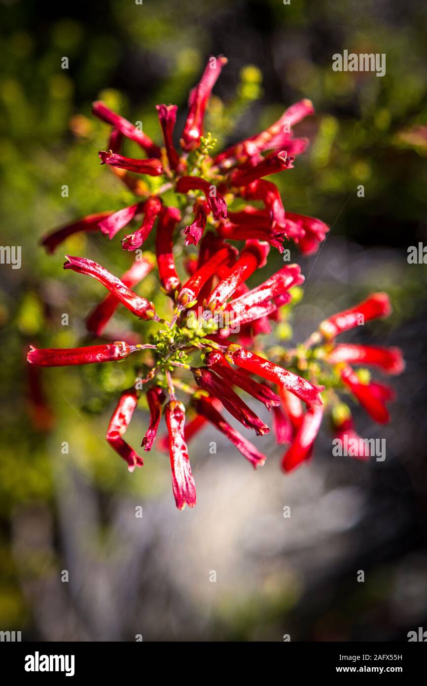 Vegetación de fynbos con flores rojas que parecen poco los chiles, Western Cape, Sudáfrica Foto de stock