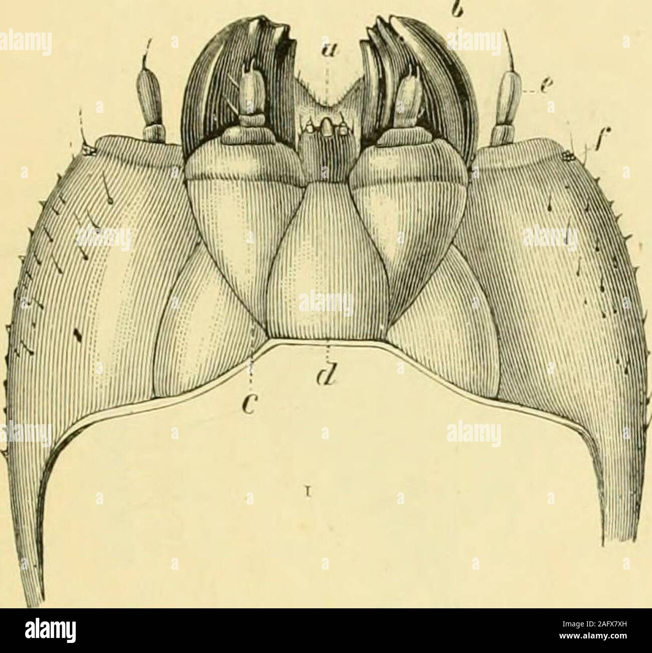 . Las transformaciones (o las metamorfosis) de insectos (Insecta