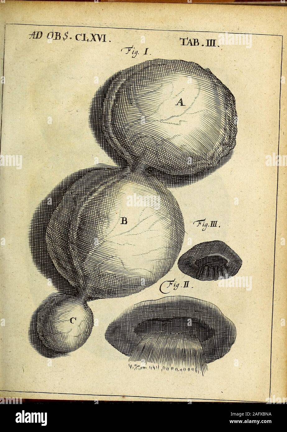. Miscellanea Curiosa Medico-Physica Academiae Naturae Curiosorum. Foto de stock