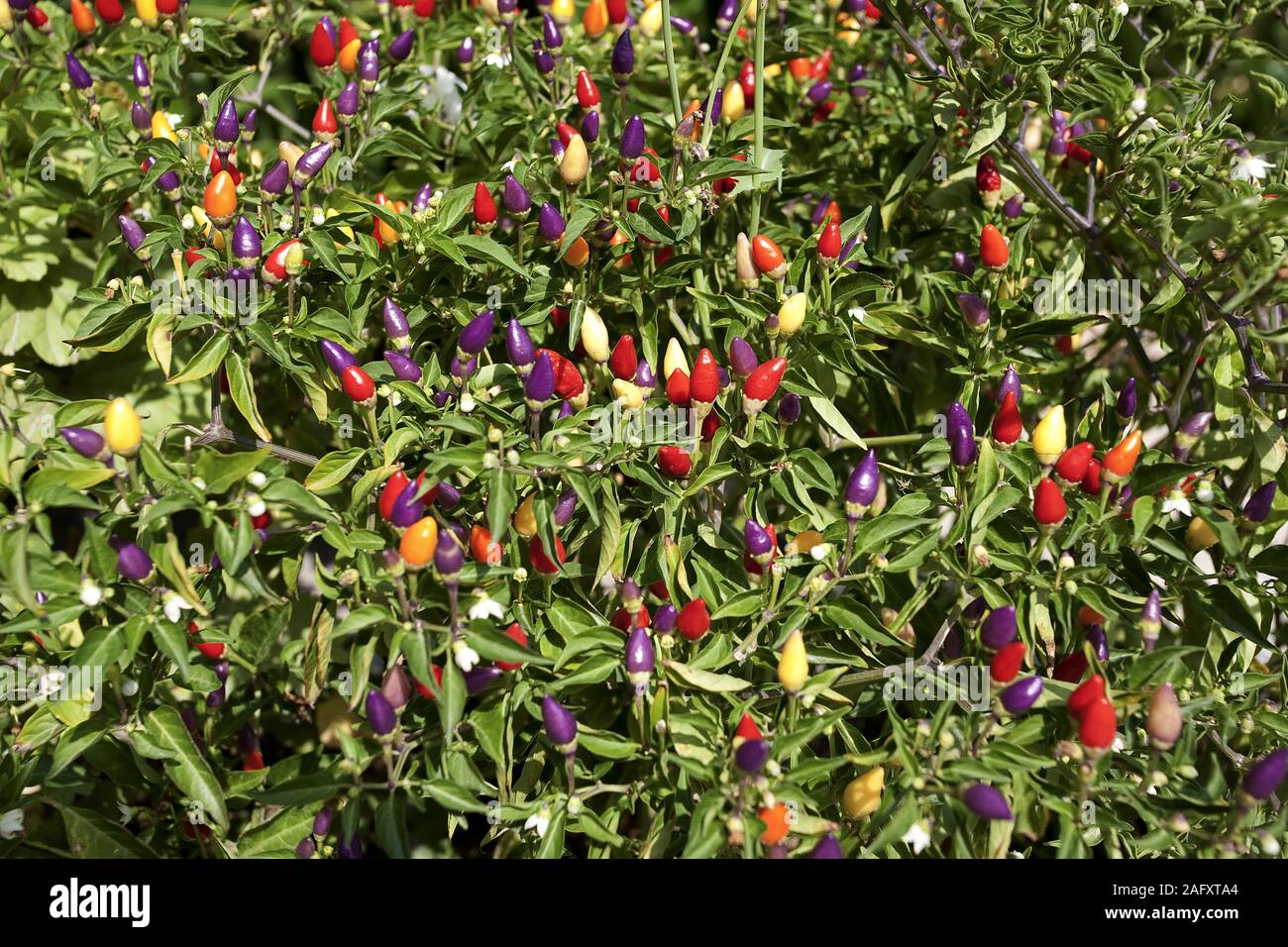 Pimiento picante, pimientos (Solanaceae), Bush, Limni Keriou, isla de Zakynthos, Grecia Foto de stock