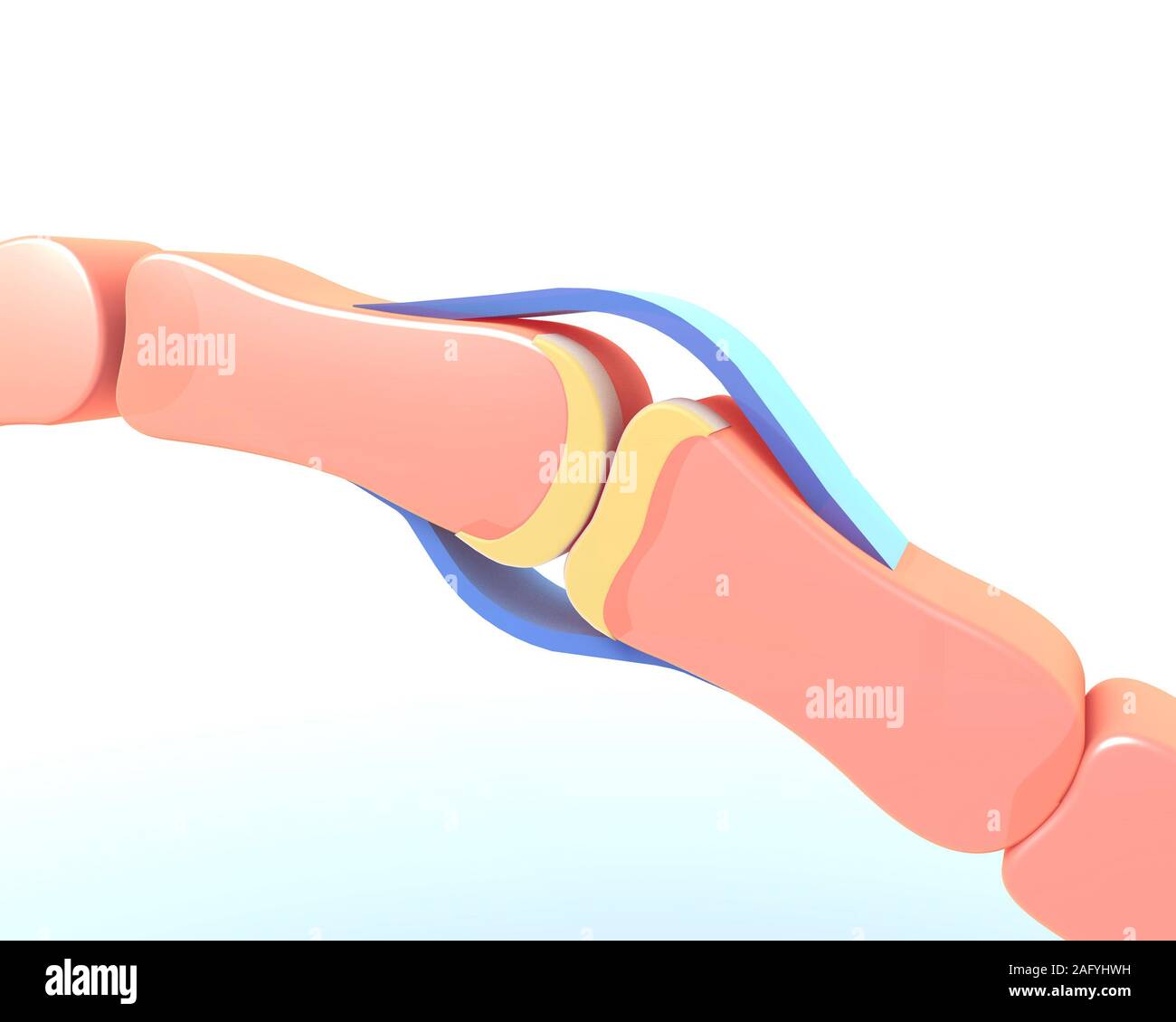 Ilustración 3d de la sinovial de la articulación del hueso de una mano. Esquema de representación gráfica y simbólica. Foto de stock