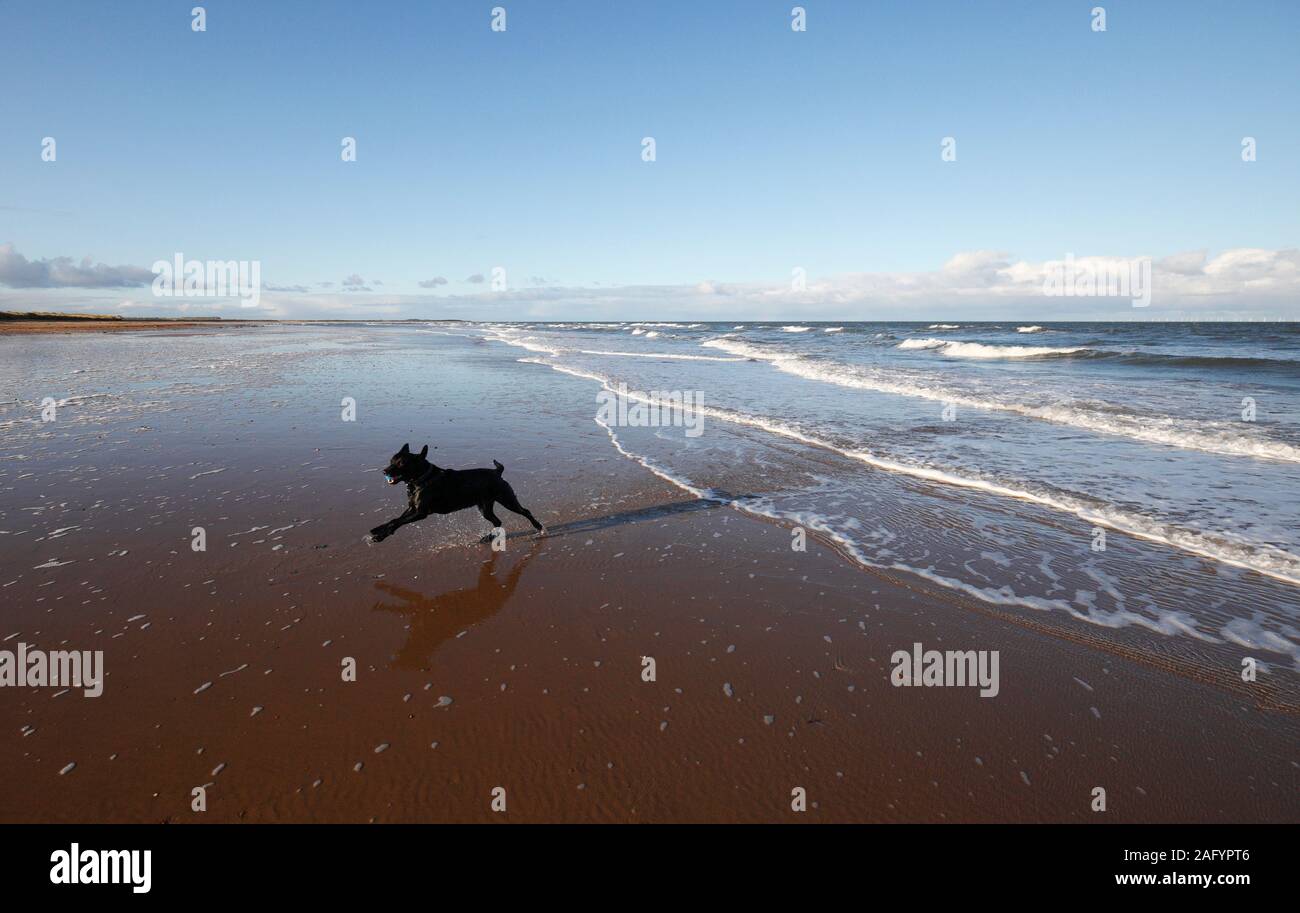 Labrador negro corriendo desde el mar en la playa de Brancaster en la costa de Norfolk. Foto de stock