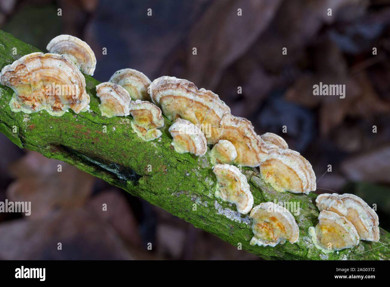 Setas de cola de Turquía sobre la rama muerta de un árbol Foto de stock