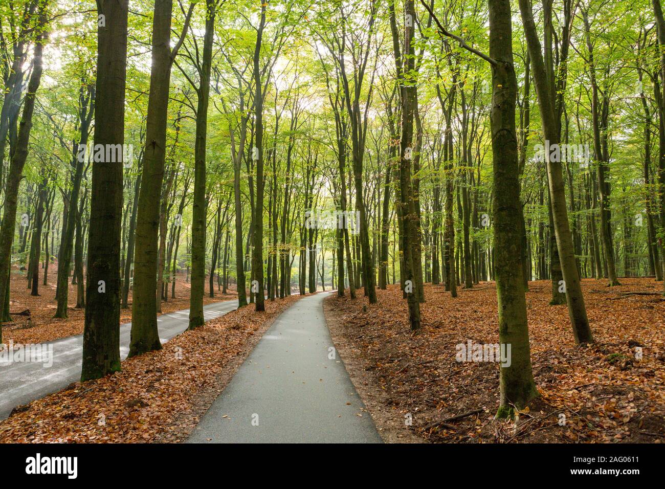 Bikepath a través del bosque en la Asselsche Heide en el proporcionar de Gelderland en Holanda, Foto de stock