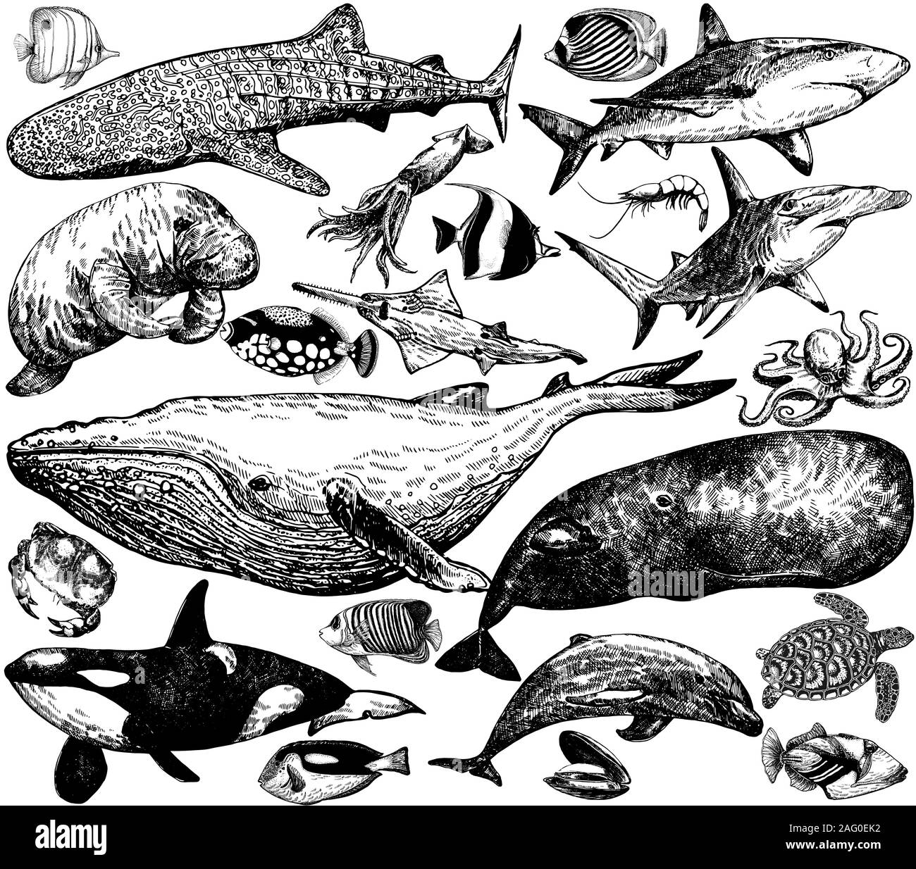 Gran conjunto de estilo boceto dibujados a mano los animales del mar y las criaturas aislado sobre fondo blanco. Ilustración vectorial. Ilustración del Vector