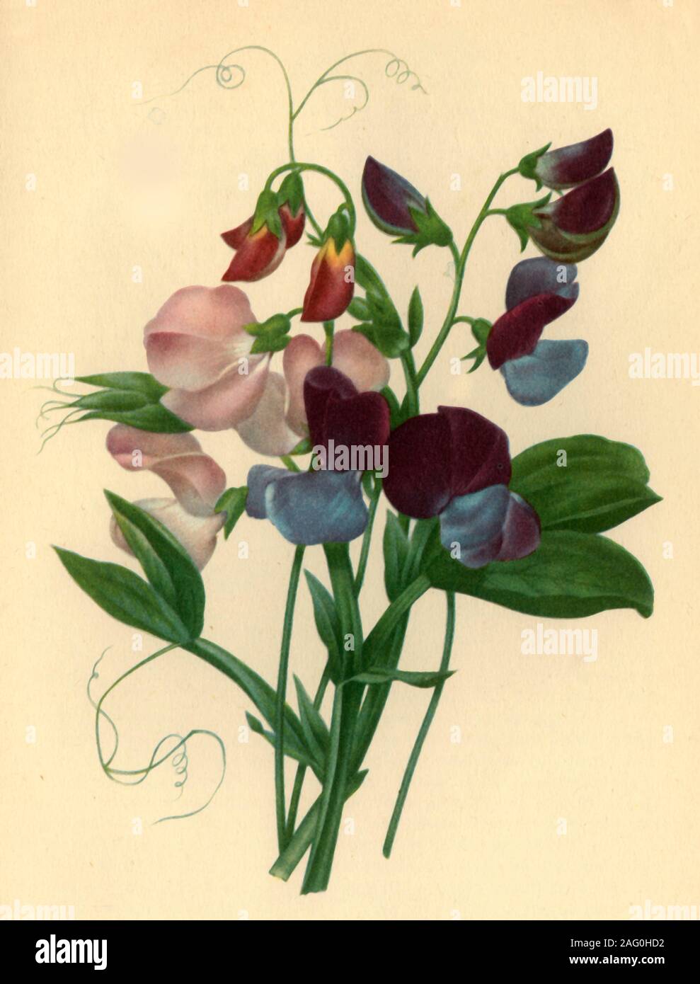 Británico de flores silvestres-houndstongue 20 Semillas 