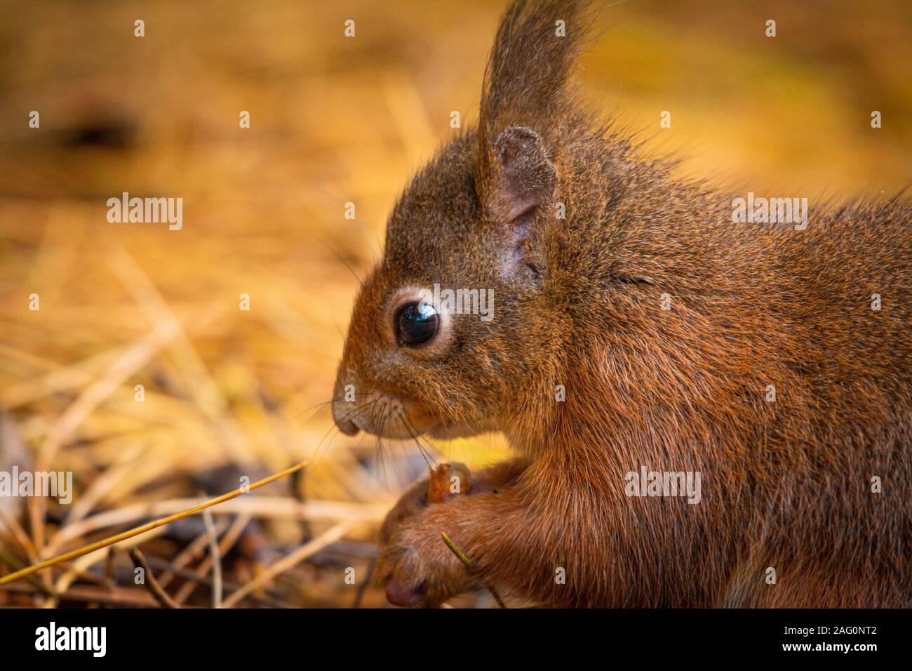 Cerrar prtrait de la cabeza de una ardilla roja (Sciurus vulgaris) comiendo una tuerca Foto de stock