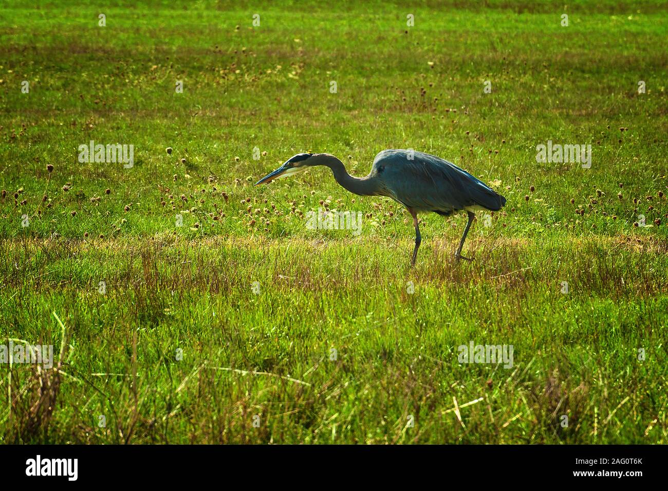 Una gran garza azul, un gran pájaro, la caza con fines alimentarios en un campo Foto de stock