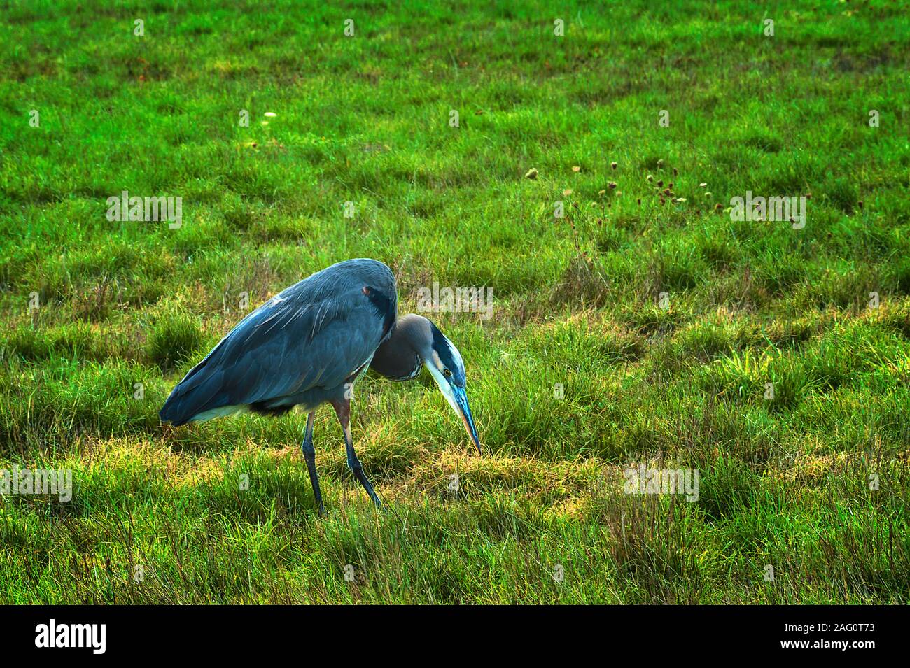 Una gran garza azul, un gran pájaro, la caza con fines alimentarios en un campo Foto de stock