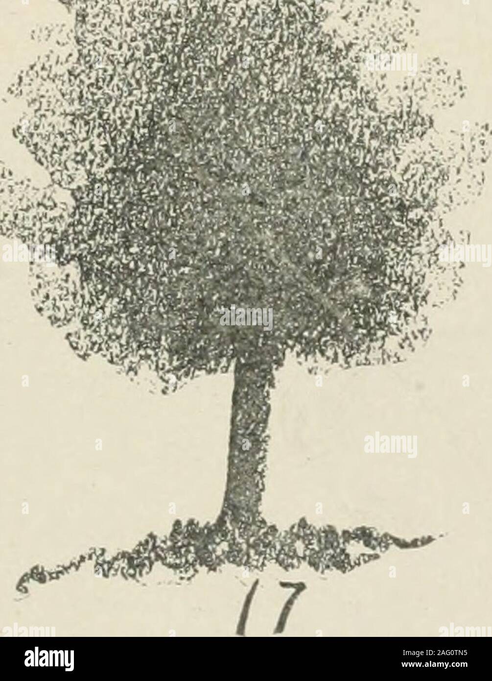 El dibujo de Augsburgo, libro 2. Él. El dibujo de los árboles.- La (i-IOT y  de manera más rápida o)que representan los árboles es como sigue : 1. ^Vith  un suave