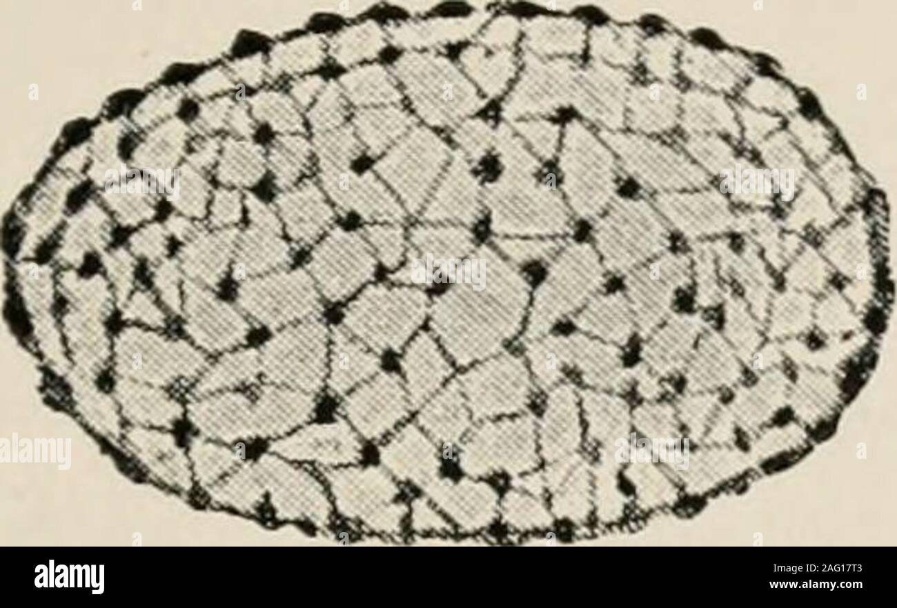 . La celda; contornos de anatomía y fisiología general. ess cantidad de sap nuclear, sus constituyentes sólidos, que cuenta en su CHEM1C0-47 PROPIEDADES FÍSICAS Y morfológicas de sus propiedades químicas han sido distinguido anteriormente como lininand nuclein, organizan en la forma de una estructura más o menos fineframeivork. Las Figs. 23-26 nos muestran ejemplos de la variousmodifications que pueden ocurrir. Fig. 23 representa el núcleo de un cilio-fiagellate organismo. Itconsists, como el jefe del núcleo de la Infusoria, de una pequeña de nuclein meshedframework. Biitschli (II. 5) consideró que Foto de stock