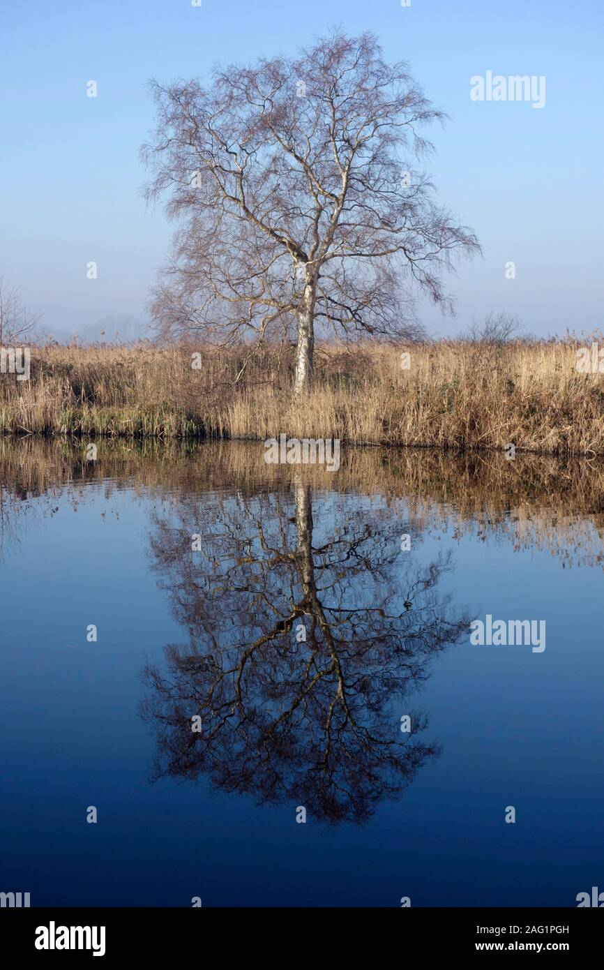 Abedul Plateado reflejado en el río Hormiga Cómo Hill, Norfolk Broads Foto de stock