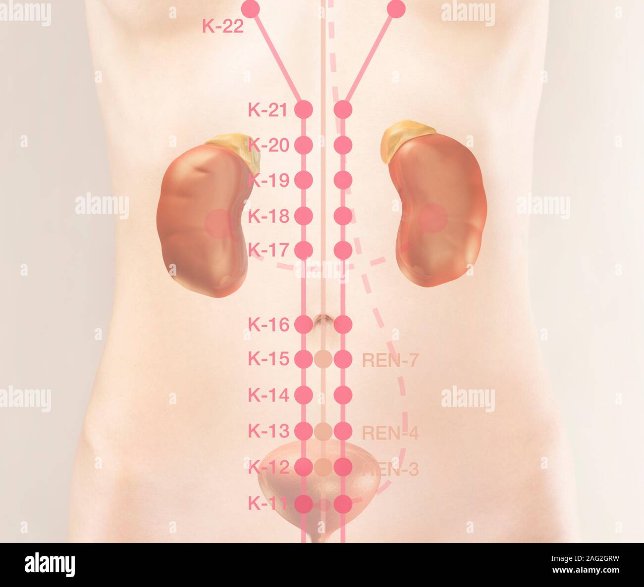 TCM fragmento de canal de riñón y Meridian puntos en el cuerpo humano. La medicina tradicional china ilustración de puntos de acupuntura, K-11, K-12, K-13, K Foto de stock