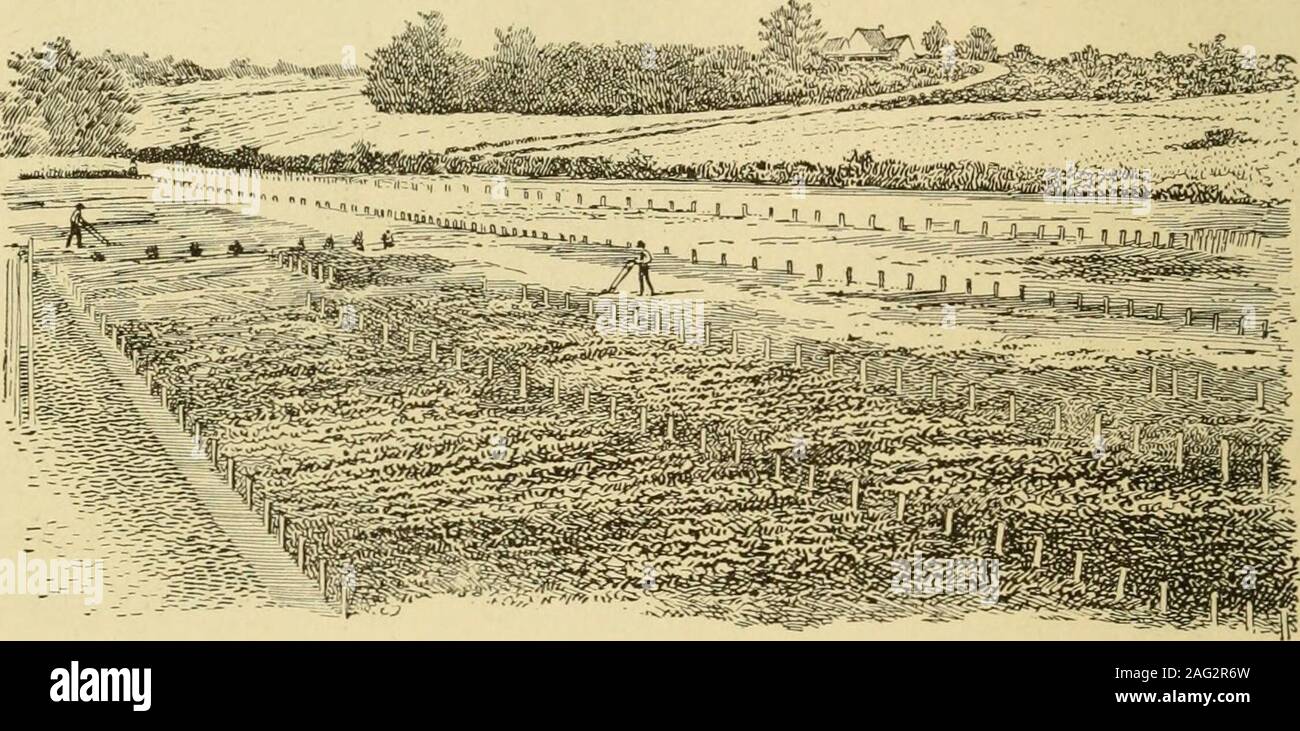 La Historia De La Agricultura En Los Estados Unidos Ught Prueba De La Misma Manera Trigo Duro Trigo O Fideos Fue Obtenido De Rusia Andsiberia Esto Es Asi Exactamente Adaptados A