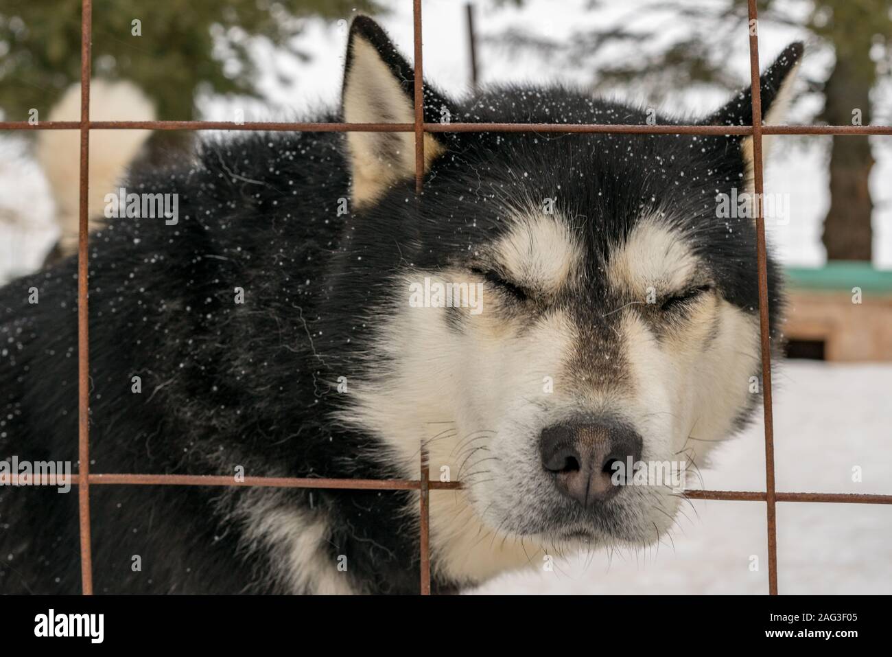 Perro trineo en la Península de Gaspé, Quebec, Canadá. (Nombre científico:  Canis lupus familiaris Fotografía de stock - Alamy