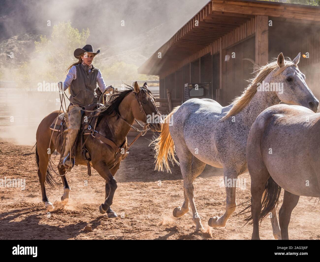 Una cowgirl o wrangler impulsa una manada de caballos fuera del corral en los Acantilados Rojos Ranch cerca de Moab, Utah. Foto de stock