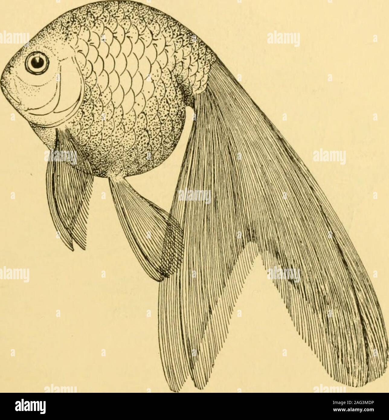 Goldfish variedades y peces de acuario tropical; una guía completa a los  acuarios y temas relacionados. theLionhead. Los chinos TUMBLER GOLDFISH  entre otras razas de goldfish chinos nunca conocida popularmente inAmerica