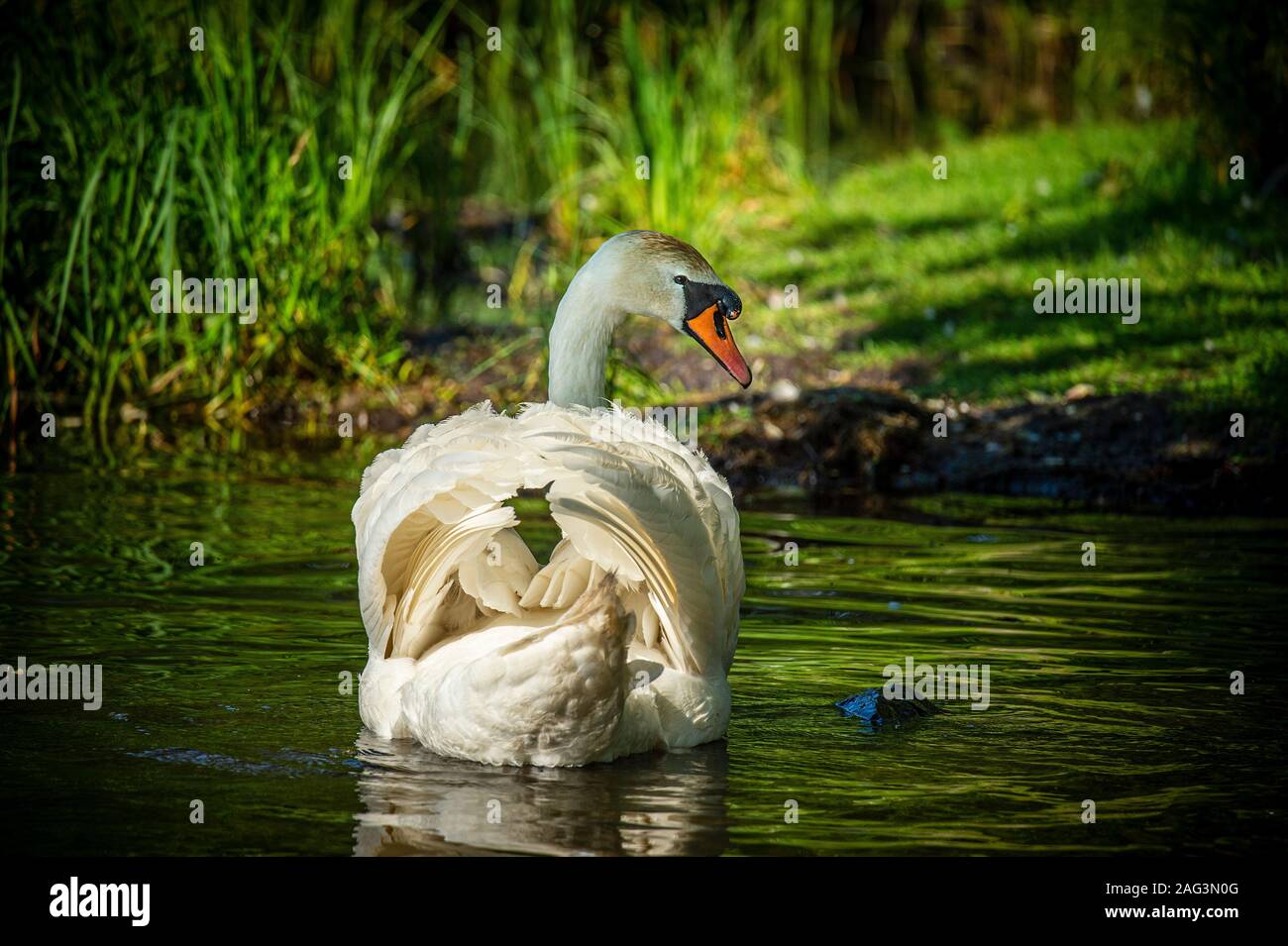Piscina de cisne blanco en un estanque rodeado de hierba verde alta. Foto de stock