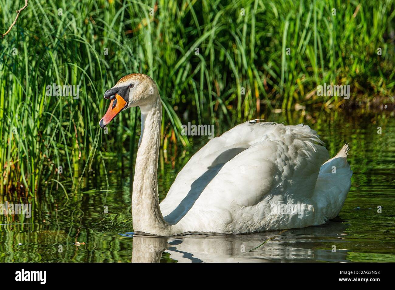 Piscina de cisne blanco en un estanque rodeado de hierba verde alta. Foto de stock
