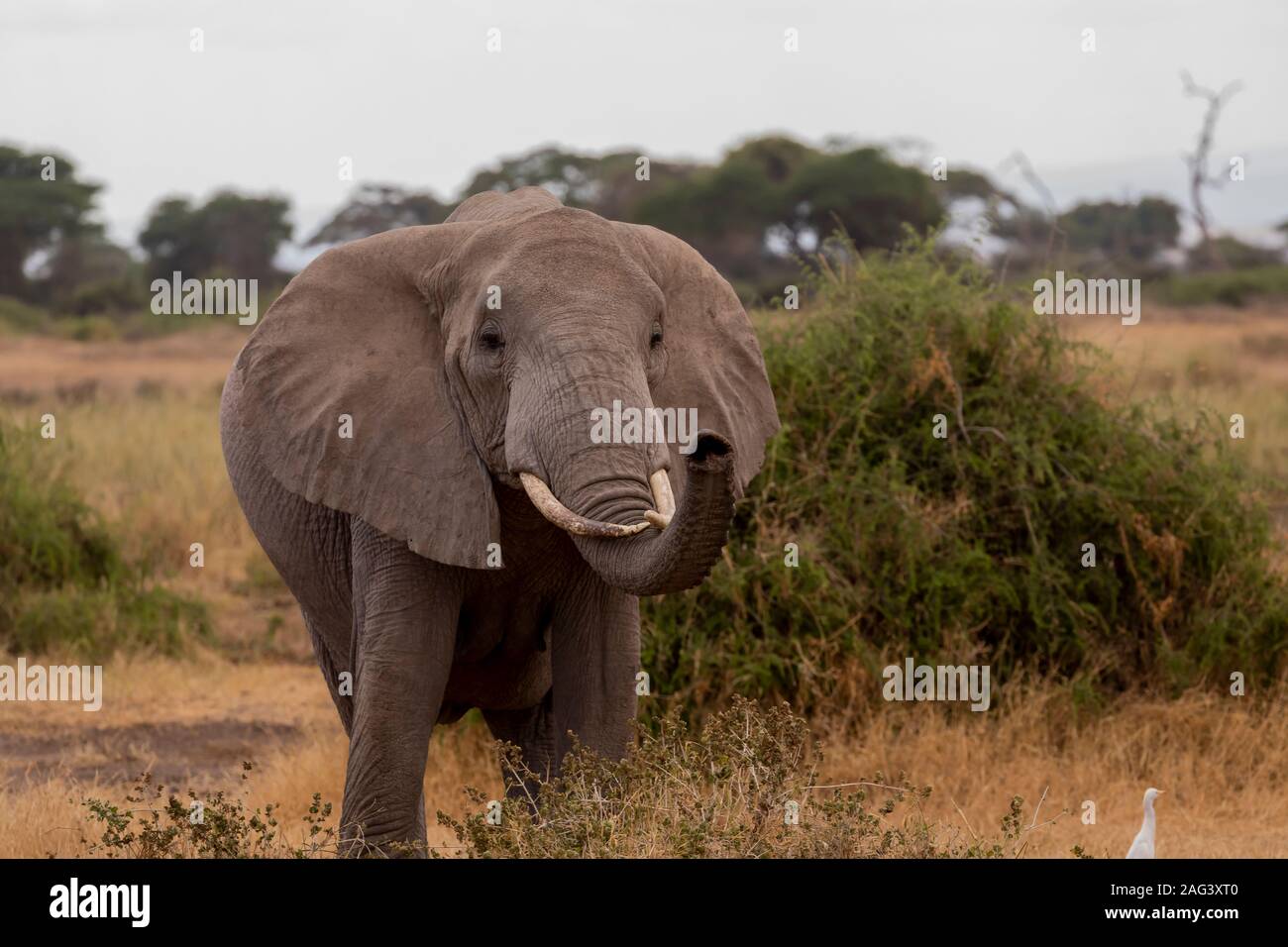 Elefante africano (Loxodonta africana), olfatear el aire con su tronco en el Parque Nacional Amboseli, Kenia Foto de stock