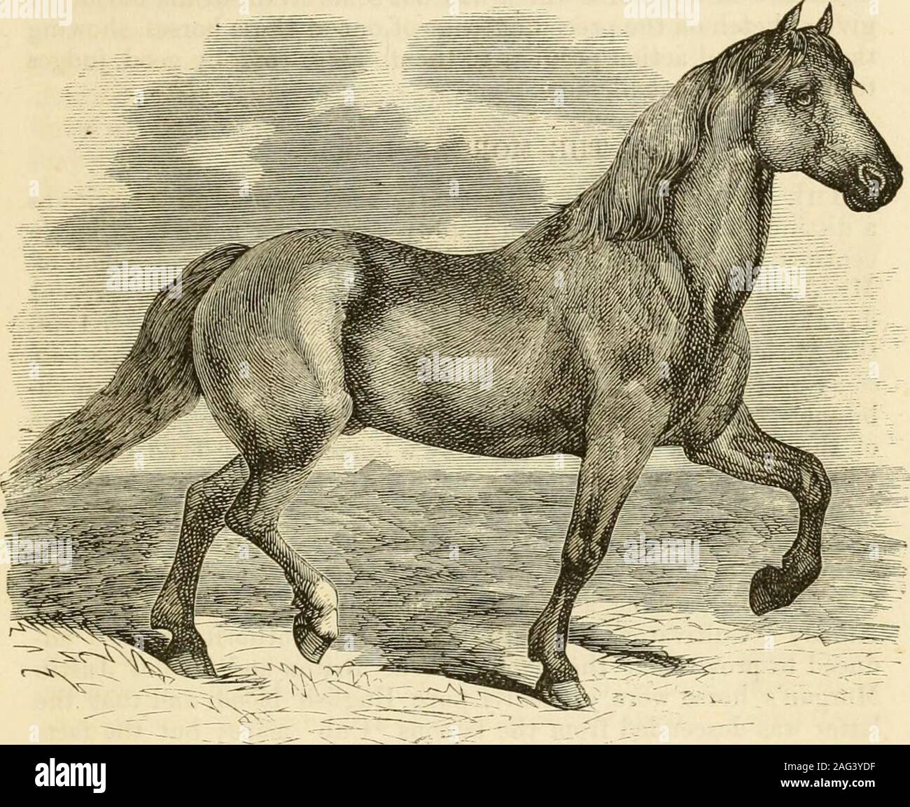 El caballo en el establo y el campo : su gestión en la salud y en la  enfermedad. o entre las clases, la más activa, la American Morganhorse  Trotter, los Narraganset
