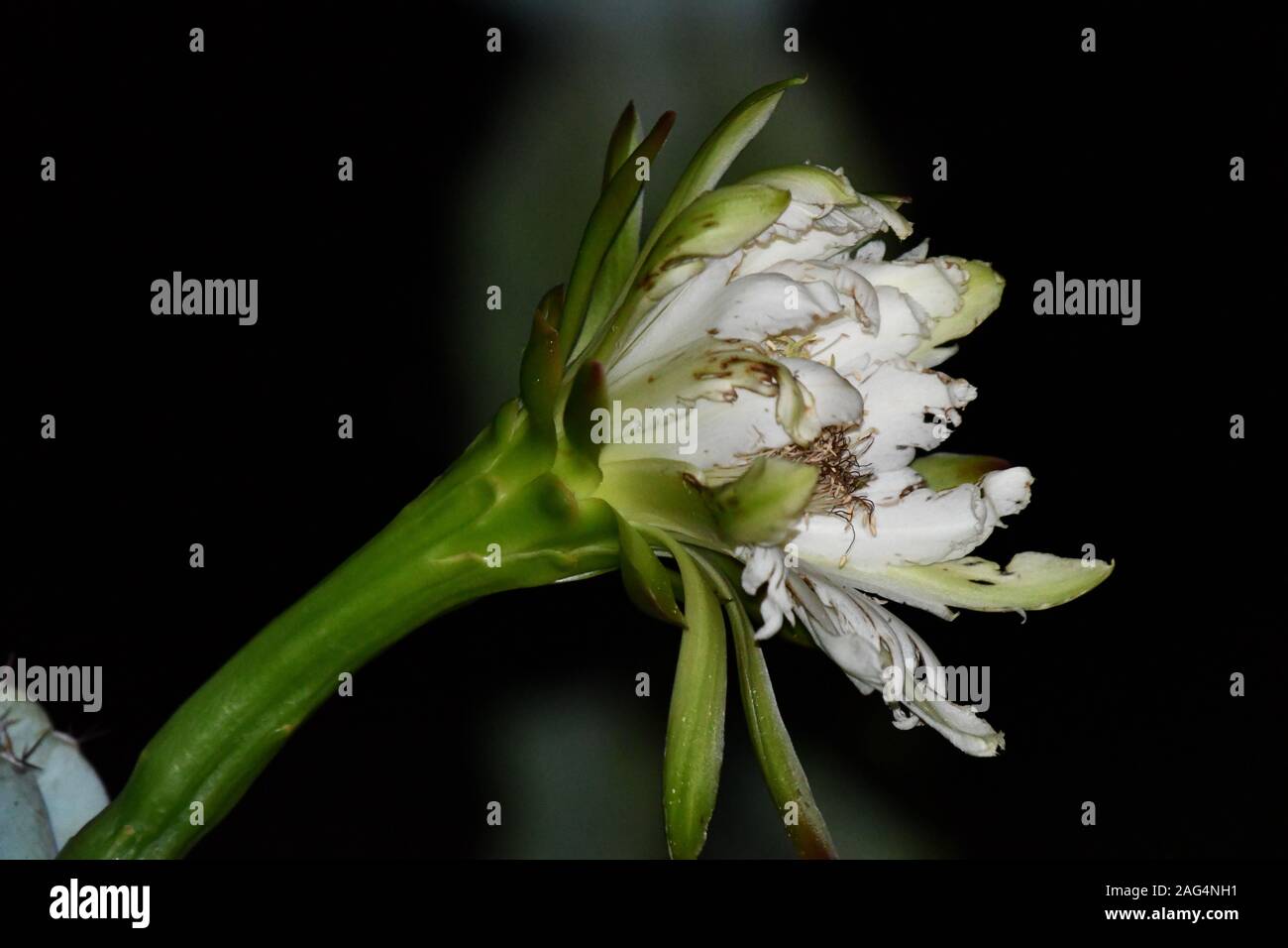Noche Blooming Cereus Foto de stock