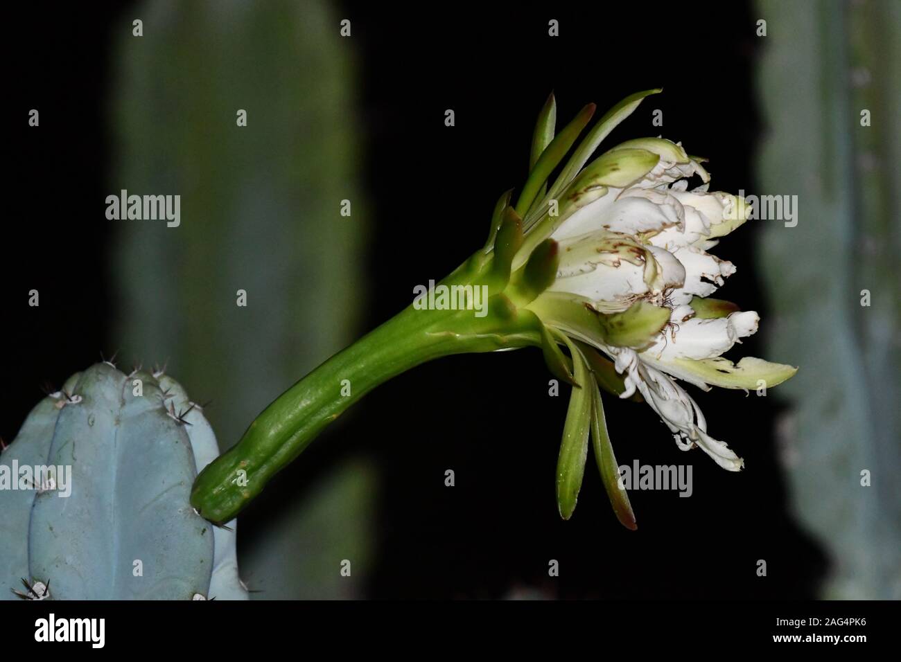 Noche Blooming Cereus Foto de stock