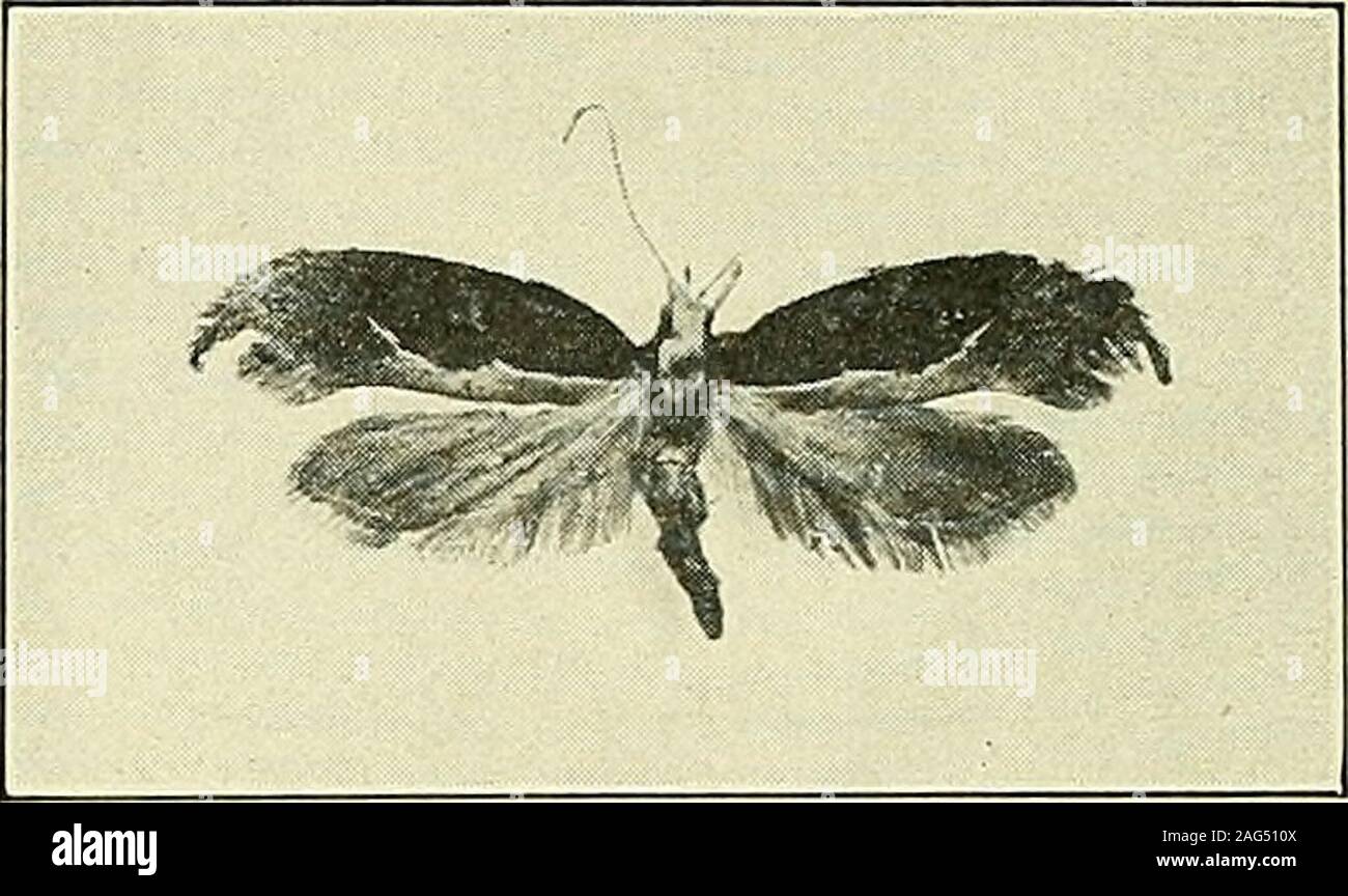 . Informe del estado de Connecticut, el entomólogo del año ... una. El gorjeo de buey o botfly adultos, dos veces su tamaño natural. b. Harpipteryx twicenatural xylostella, tamaño. Foto de stock