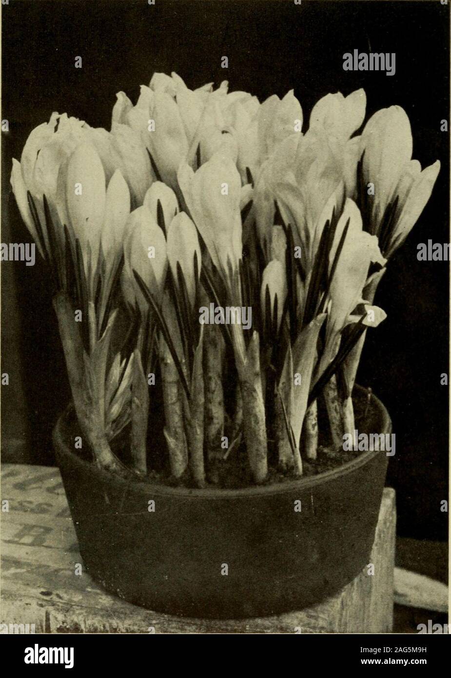 Plantación y cuidado de amarilis fotografías e imágenes de alta resolución  - Alamy