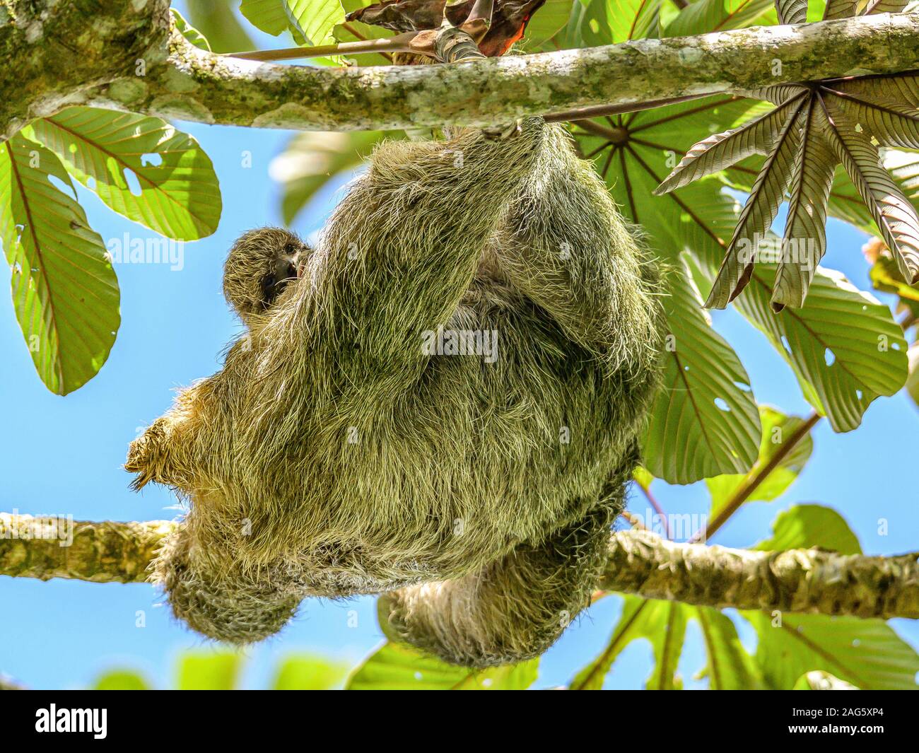 Un marrón 3 throated vetado la pereza me colgando de un árbol con un bebé en Costa Rice Rainforest national park. Foto de stock