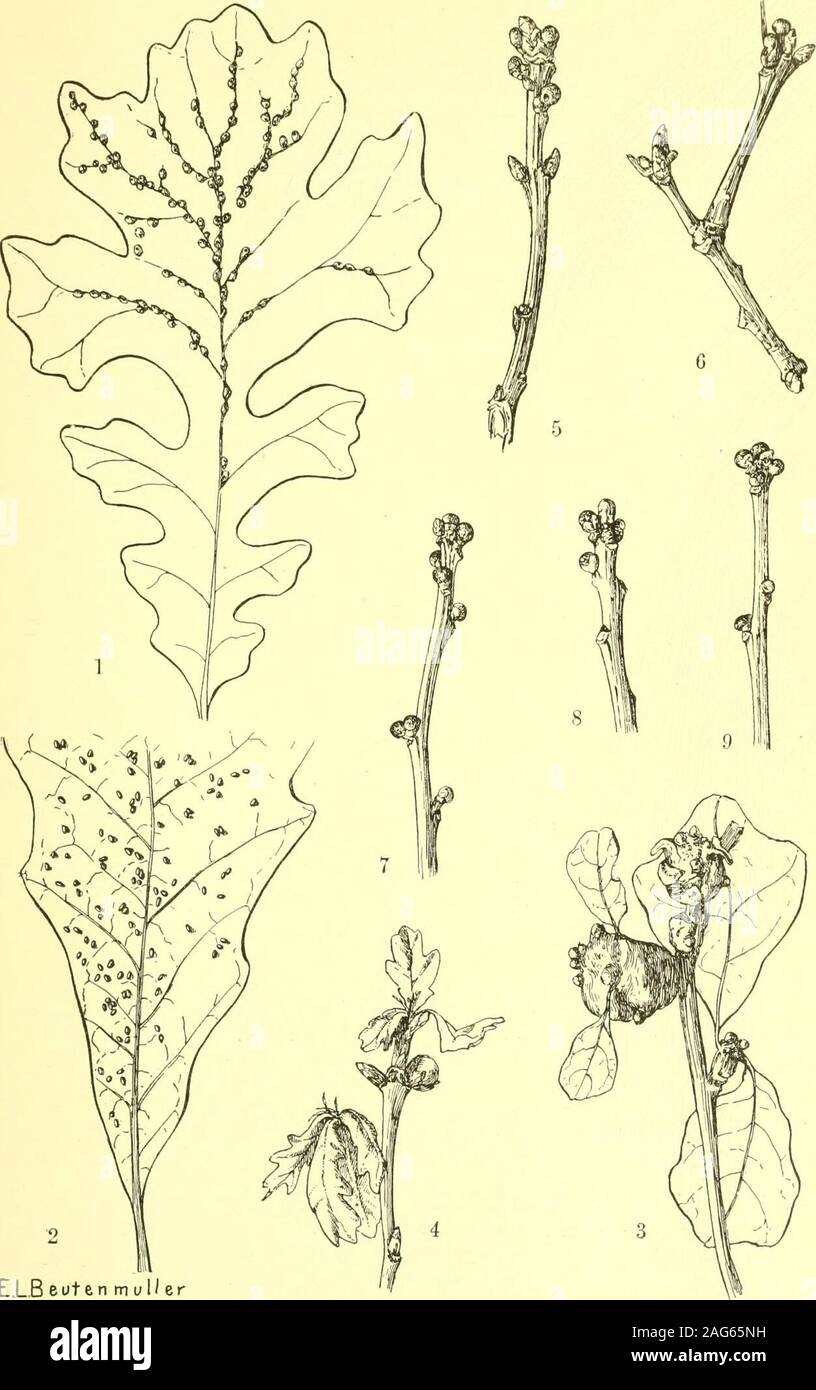 . Informe del Estado entomólogo en nocivas y otros insectos del estado de Nueva York. ster gall, Neuroterus papillosusBeutm. (Original) de plegado e Elonga gall cerca de la nervadura central en el bajo superficie, leng diameterI h 12 mm, mm, en Quercus, posiblemente idéntica a la anterior. Itonid. Cecidomyia oruca WalshFusiform, delgado-amurallado, estríada, hinchazón de las venas de color verde pálido, longitud 5 mm, diámetro 3 mm, el roble rojo. PI. 8, fig. 4. Itonid. Cecidomyia sp. a2728 o globosas, vena de hoja monothalamous blisterlike inflamaciones más distinto en la parte superior y con un minuto en la superficie inferior del pezón, diámetro i Foto de stock