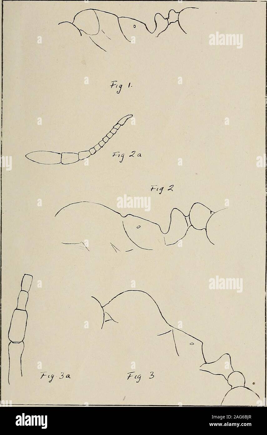 . El entomólogo el expediente y oficial de variación. Vol. XXXIII. V. la placa. W. C. Crawley supr. Fig. 1. Tórax y pedicelo de Monomorium Imxtoni, sp. nov. Fig-2. ,, ,, ,, Monojnoriwn mariae, s^. nov. Fig. 2a. Funiculus del mismo. Fig. 3. Tórax y pedicelo de Messor platyceras. Fig. 3a. Final de Scape y primeros 3 articulaciones de Funiculus del mismo. Los entomólogos del registro. ERNST MAYR H LIBRARY Foto de stock