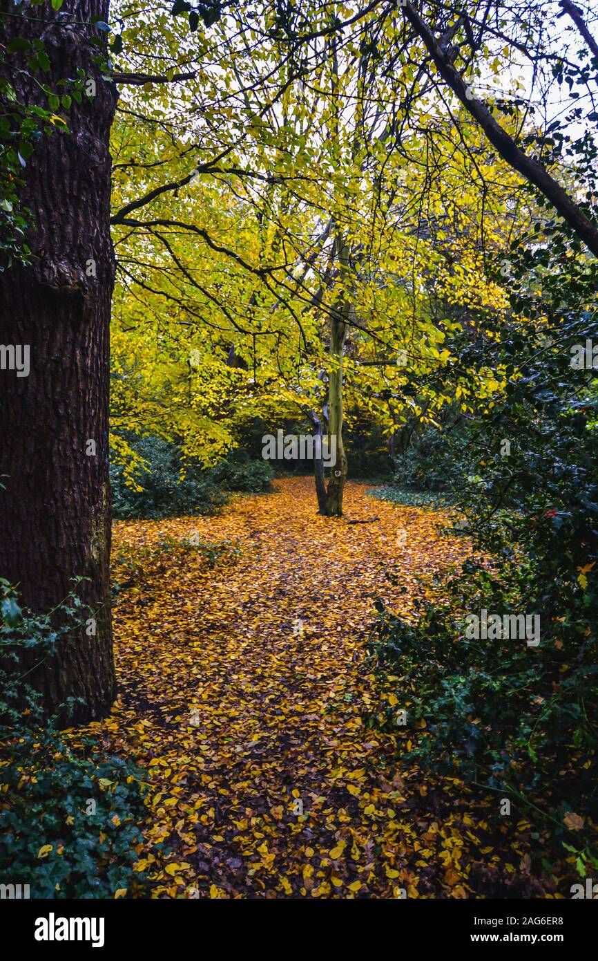 Londres/Reino Unido - 11/11/19 - colores brillantes en Epping Forest - Londres Foto de stock