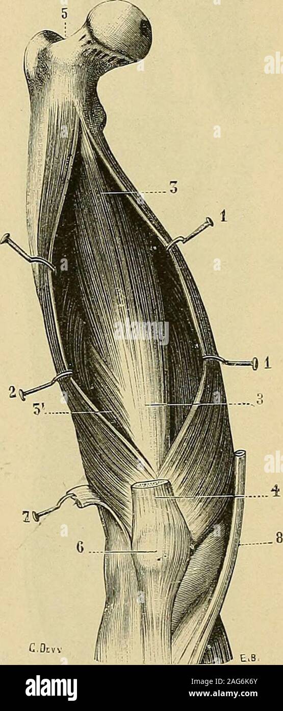 . Traité d'anatomie humaine : anatomie descriptivo, histologie, développement. i et vertical, tendón appelé di-rect; !2° sur la partie du élevée Plus là-cil cotyloïdien agria, par lintermédiaire duneexpansion fiberuse plus mince, Mais qui résistante toutaussi constitue le tendonréfléchi. Roger Williams, qui fait dumuscle qui nous occupe une élude des plusconsciencieuses {estancia. de Anat. y PHY.,I873j, considère le tendón spino-iliaquecomme Accessoire recientemente, linsertion cotyloïdiennedevenant linsertion réelle du droit anté-rieur. b. Le vaste externe (fig. 596,2), la diaphyse du fému appliquécontre Foto de stock
