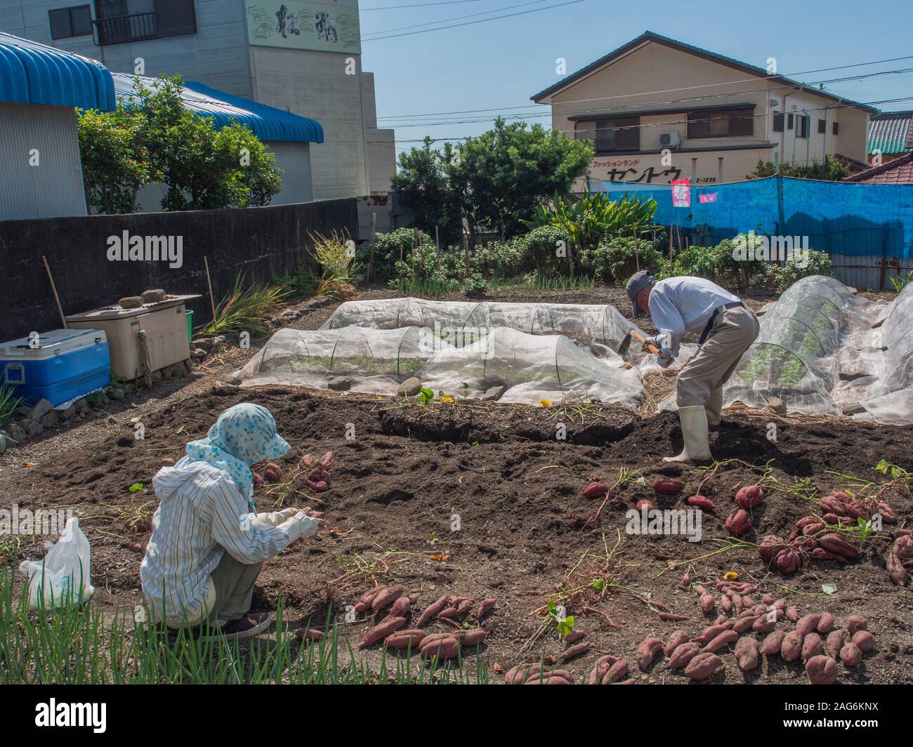 Hombre y Mujer cosecha de alimentos, alimentos jardín, jardín urbano, habilitaciones, cosechar camote omi kumara, Kochi, Shikoku, Japón Foto de stock