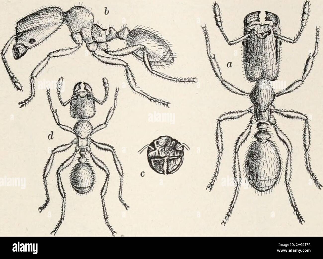 Descubren cómo las hormigas pueden tener hasta una docena de reinas - Sport